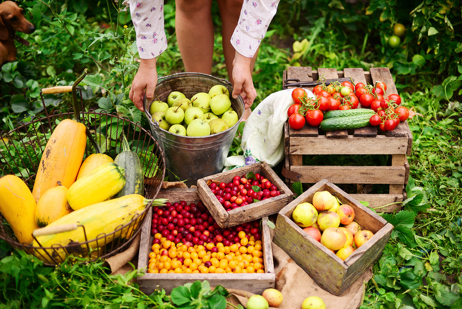 Accounting for 22% of Cambodia’s GDP, and employing around 3 million people, Agriculture has been a strong part of Cambodia’s economy